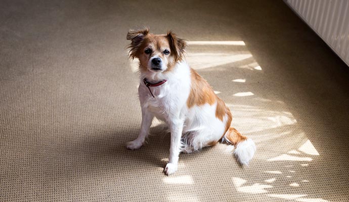 A pet sitting on a carpet