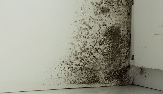 Black mold growth on white wall corner
