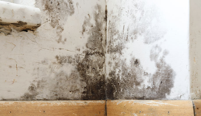 Black mold on wall