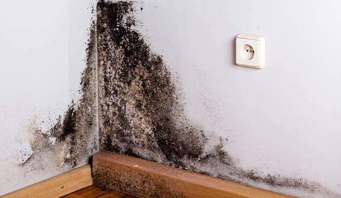 Black mold spreading across interior wall corner and baseboard due to severe moisture damage