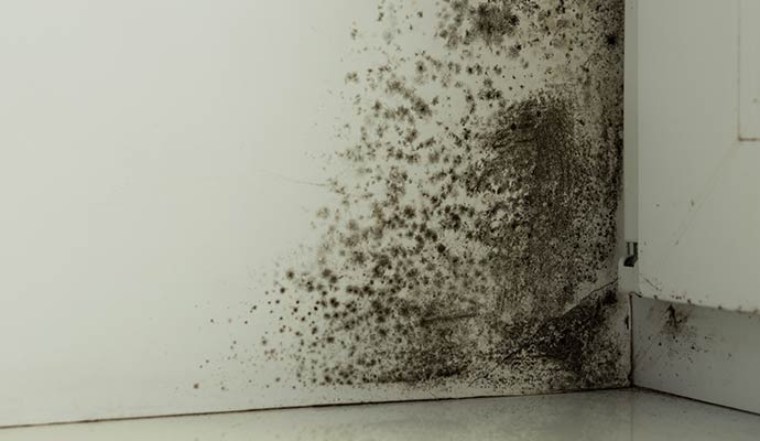 Black mold growth spreading across interior wall corner caused by moisture and water damage