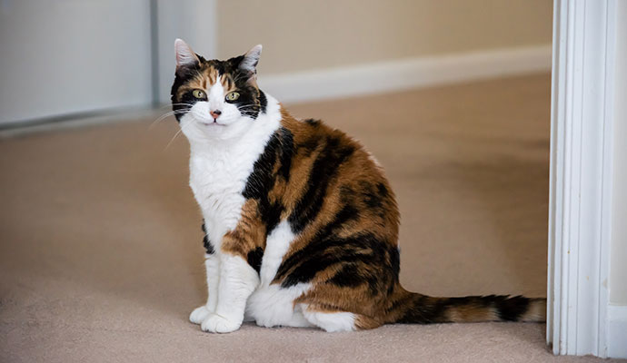 Groomed calico cat sitting on indoor carpet in a home.