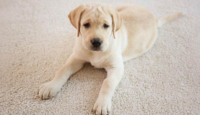 Pet dog sitting on carpet