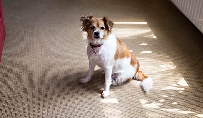 Pet dog sitting on carpet