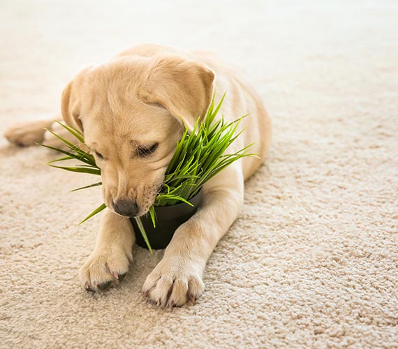 Pet siting on a carpet