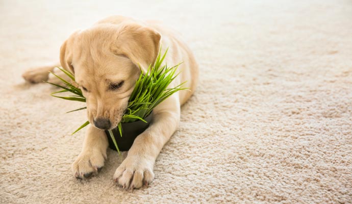 Pet on carpet