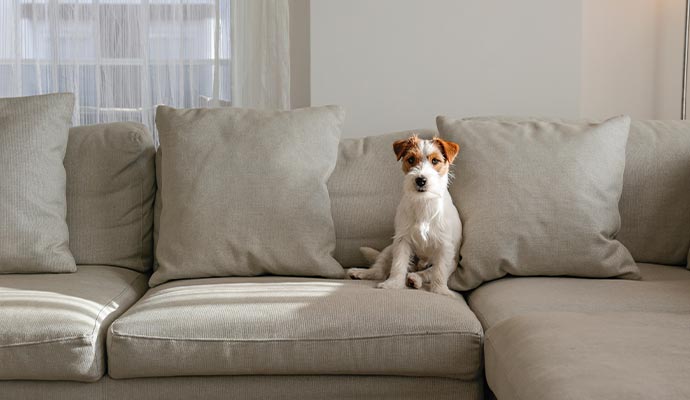 Pet sitting on clean sofa