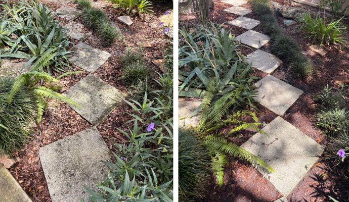 Collage of before and after soft washing