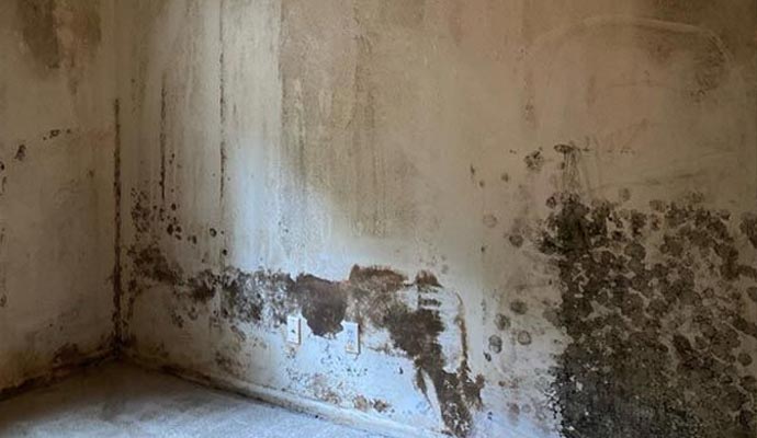 Mold growth on wall