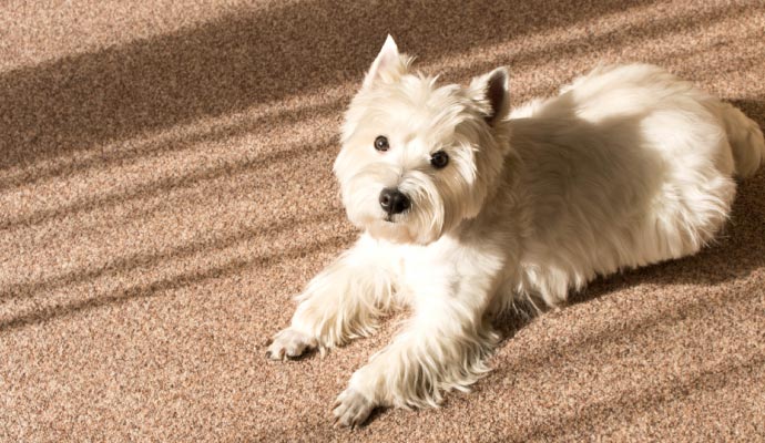 Pet on clean carpet