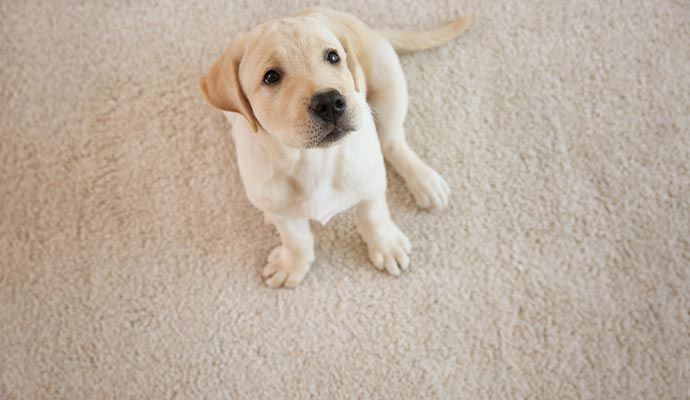 A dog sitting on carpet