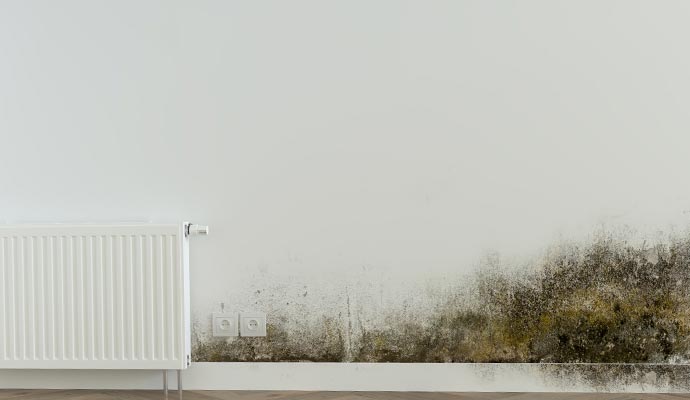 HVAC Mold Remediation in Sarasota, FL | Teasdale Fenton Sarasota