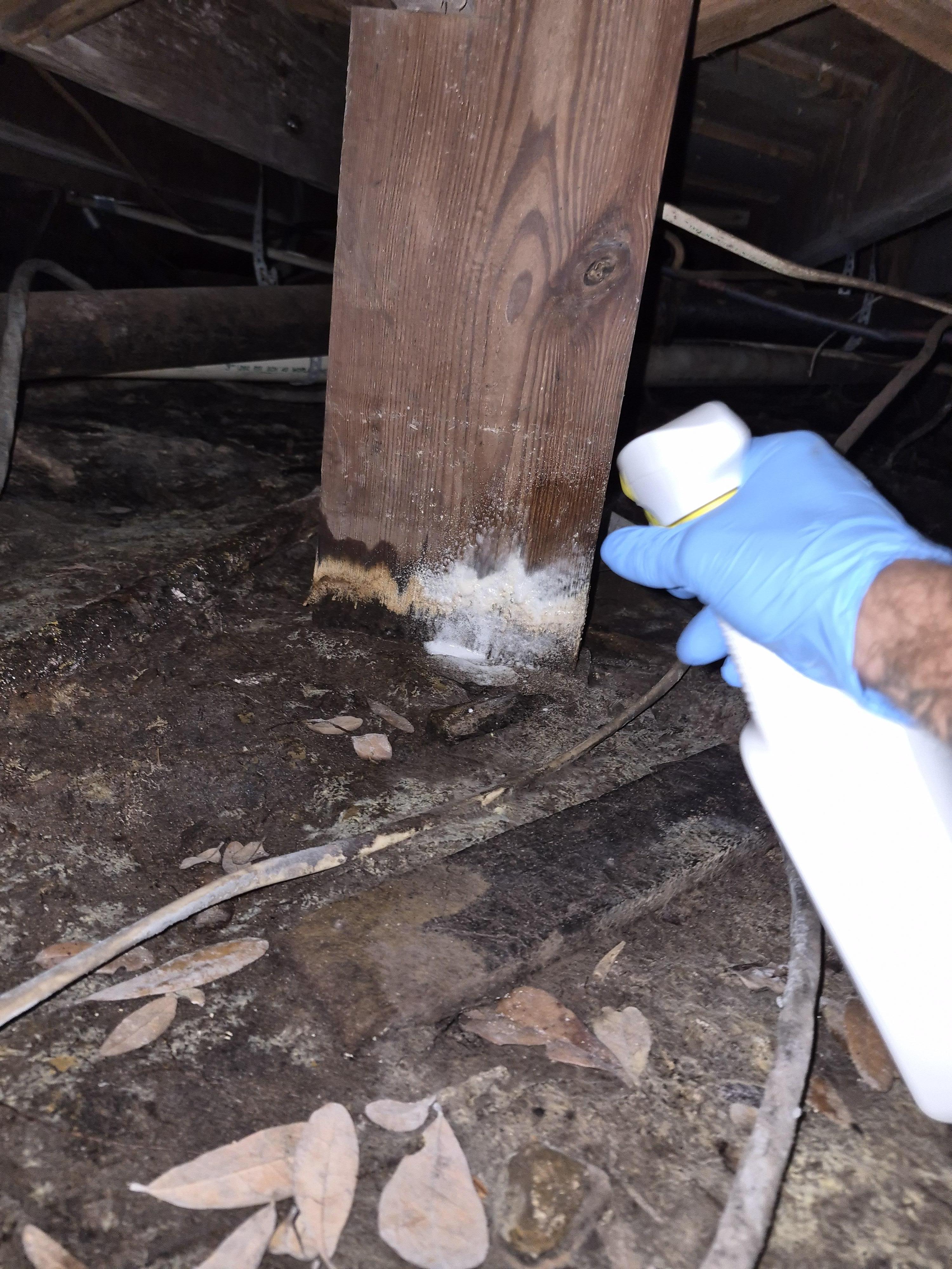 Technician spraying an EPA-registered antimicrobial disinfectant onto white mold growth at the base of a crawl space wooden support post
