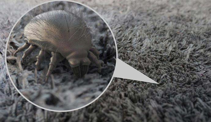 Magnified view of a dust mite embedded within fabric fibers