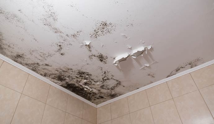 Ceiling with severe mold growth peeling paint and moisture damage caused by ongoing water leak
