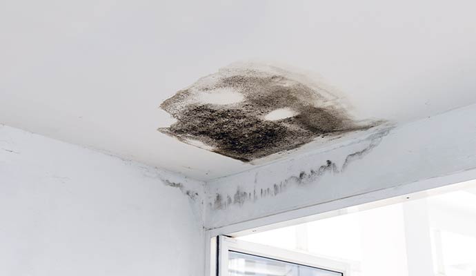 Mold growth spreading across ceiling corner and upper wall caused by moisture and water damage