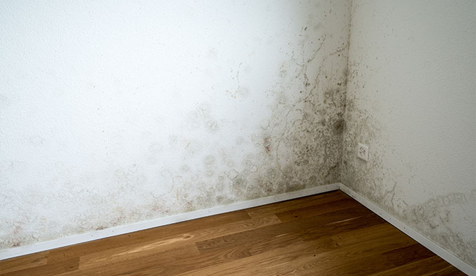 Mold growth on textured wall corner