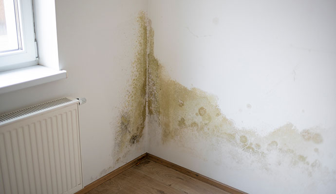 Mold growth on the wall