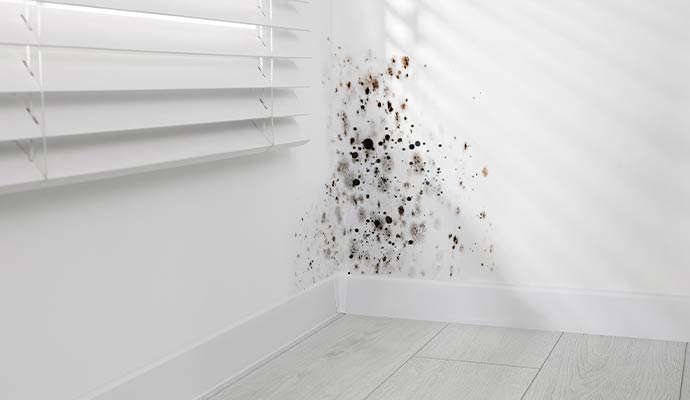 Mold growth spreading along interior wall corner near window caused by moisture and humidity buildup