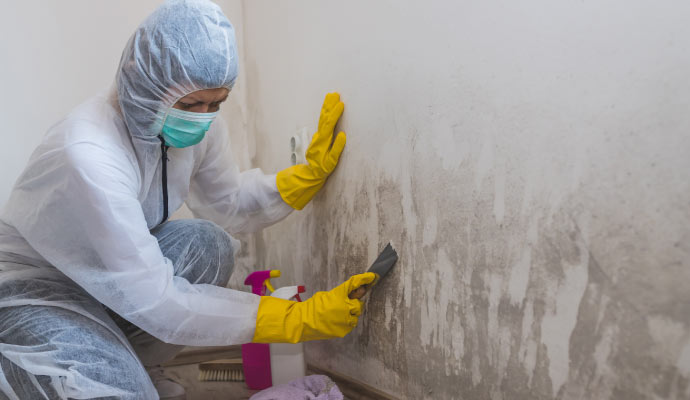Professional worker cleaning mold