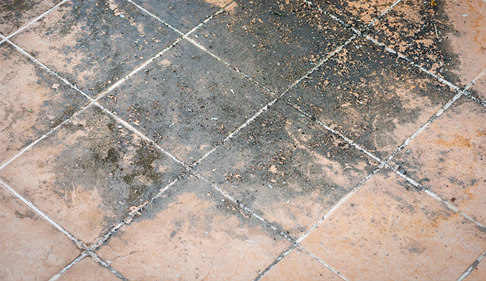 Mold stained tiled floor