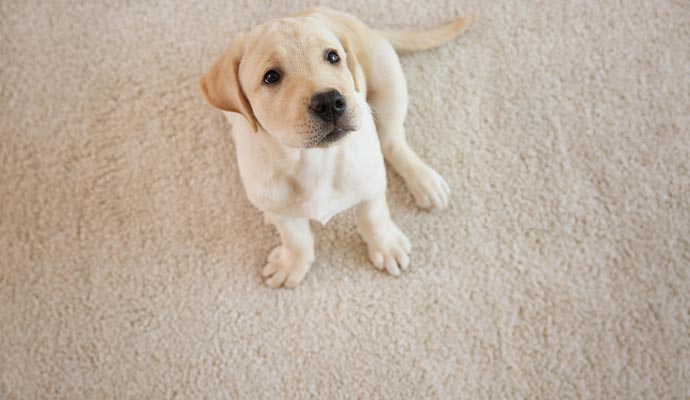 Pet siting on clean carpet