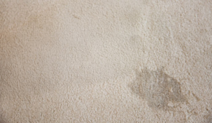 Pet stain on carpet