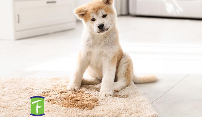 Pet Treatment for Your Carpets in Sarasota by Teasdale Sarasota