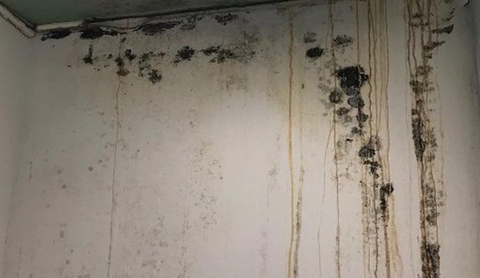 Black mold on wall