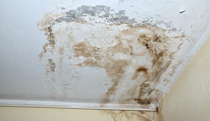 Ceiling severely damaged by mold