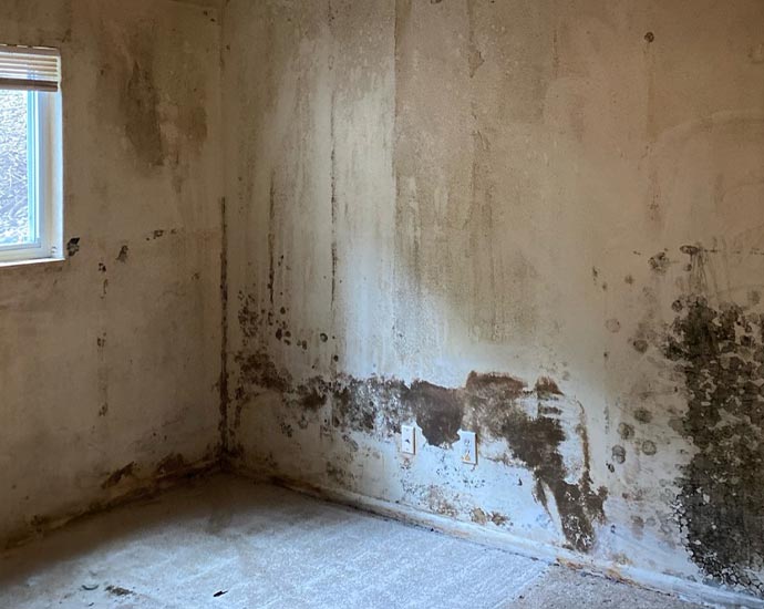 Visible mold growth on the wall