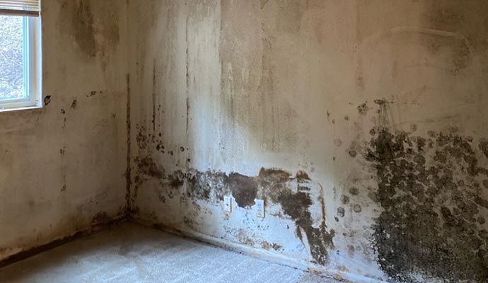 Mold damaged wall