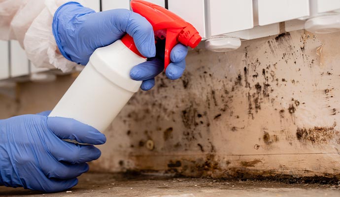 Mold remediation service by expert