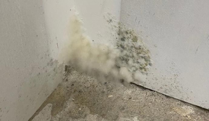 Moldy floor due to leak under house