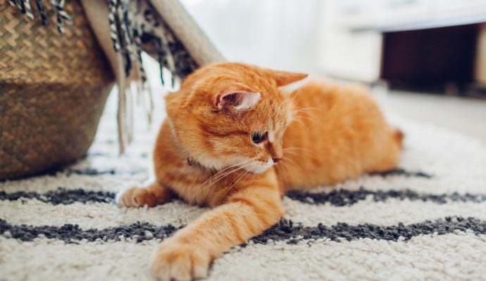 Pet on rug