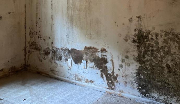 Structural Mold Remediation in Sarasota