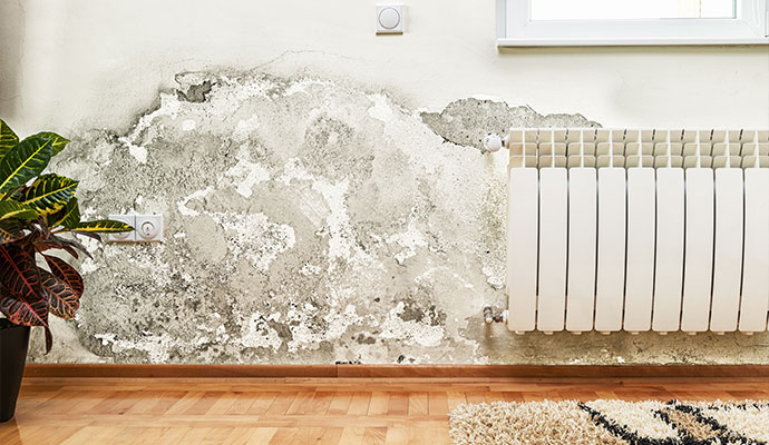 Structural mold damage
