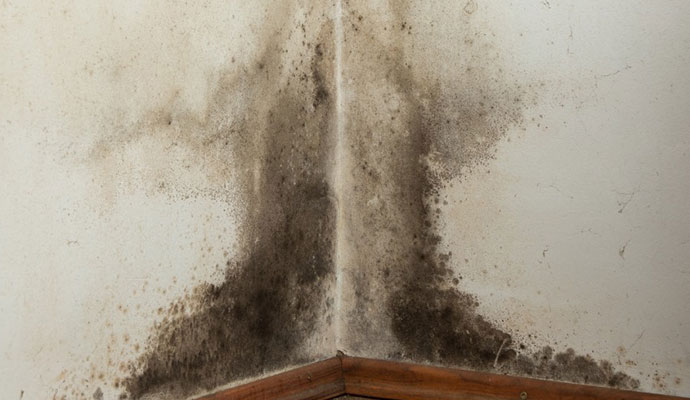Mold Removal Services in Sarasota, FL